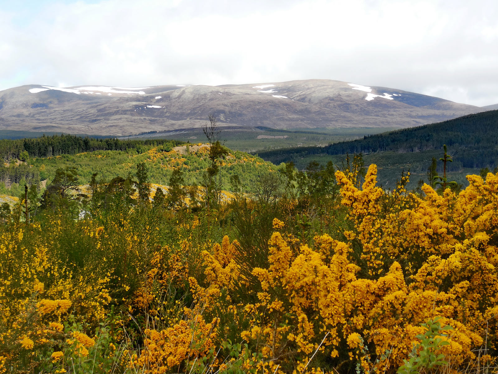 Blackmuir Wood (Strathpeffer)